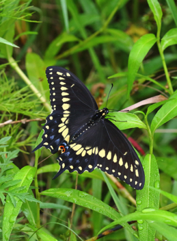 Black Swallowtail male